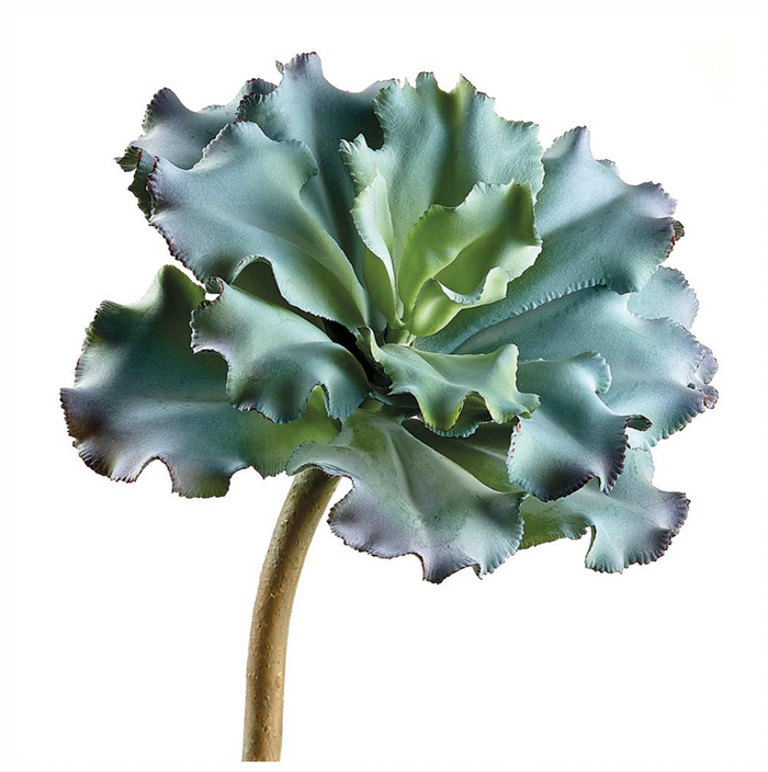 10'' Ruffled Echeveria Pick ( CE1130-GR/BU )