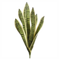 16" Sansevieria Plant  ( PPS302-VG )