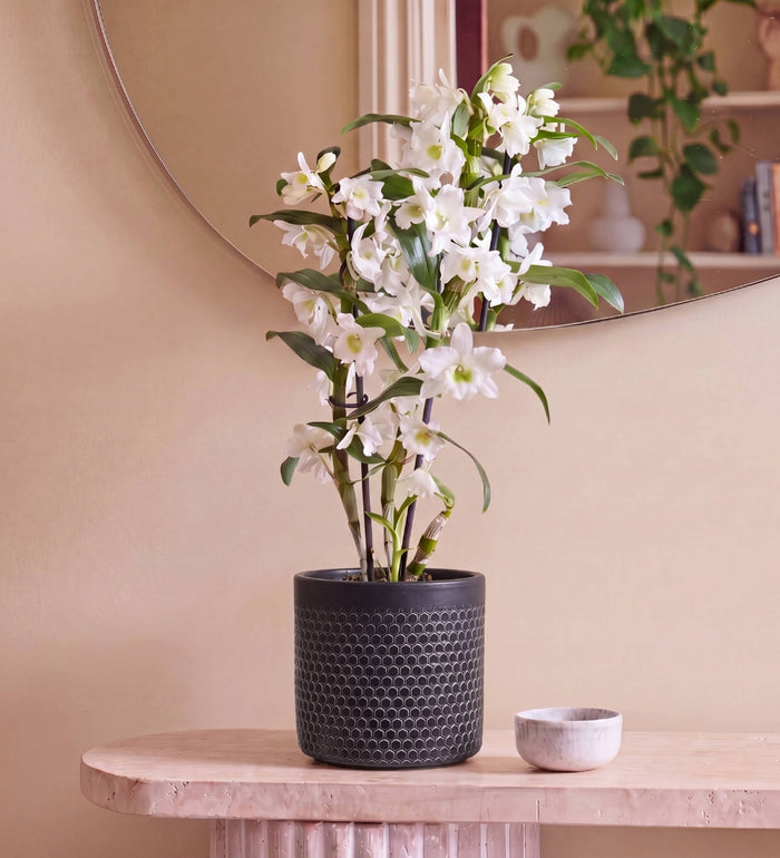 3 Months of Houseplants Bundle
