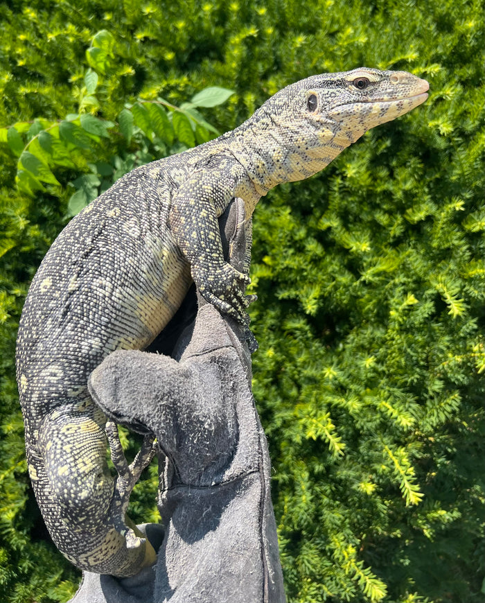 3’ Ornate Nile Monitor