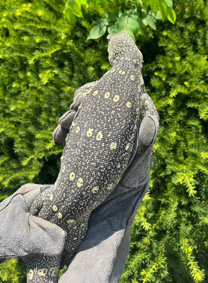 3’ Ornate Nile Monitor