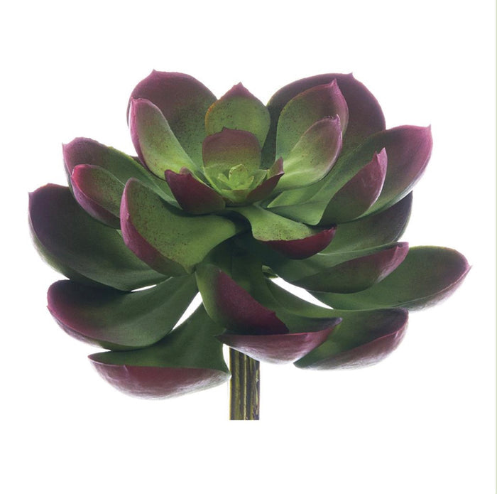 5" Real Touch Echeveria ( CKE038-GR/BU )
