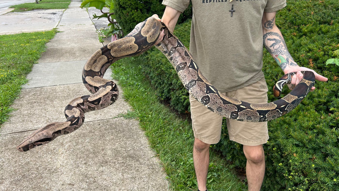 7’ Adult Guyana Boa (Male)