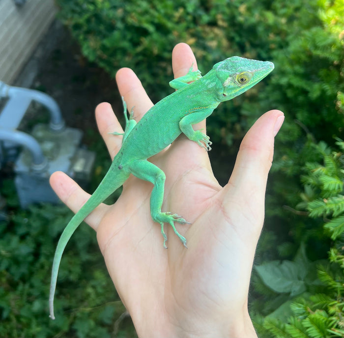 Adult Baracoa Giant Anole (Male)