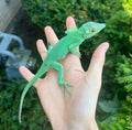 Adult Baracoa Giant Anole (Male)