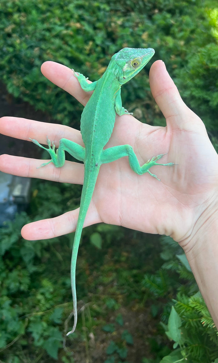Adult Baracoa Giant Anole (Male)