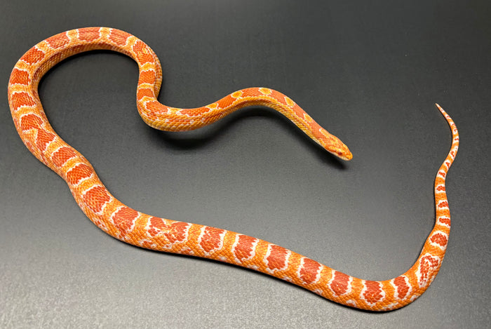 Adult Reverse Albino Corn Snake (Female)
