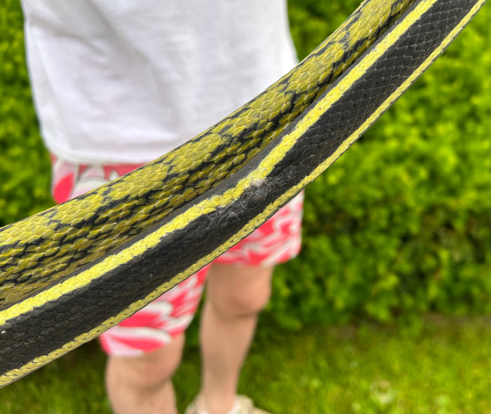 Adult Sumatran Beauty Ratsnake (Male 2)