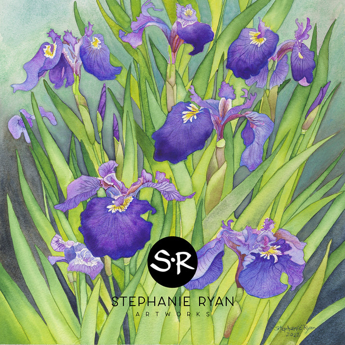 Alaska Wild Irises by Stephanie Ryan