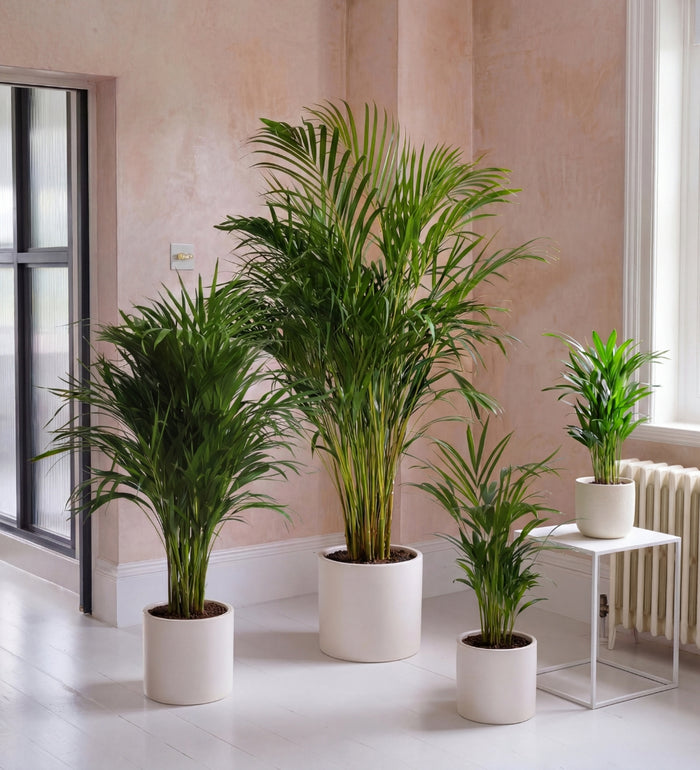 Areca Palm