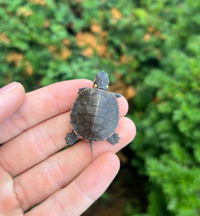 Baby Eastern Painted Turtle