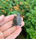 Baby Eastern Painted Turtle