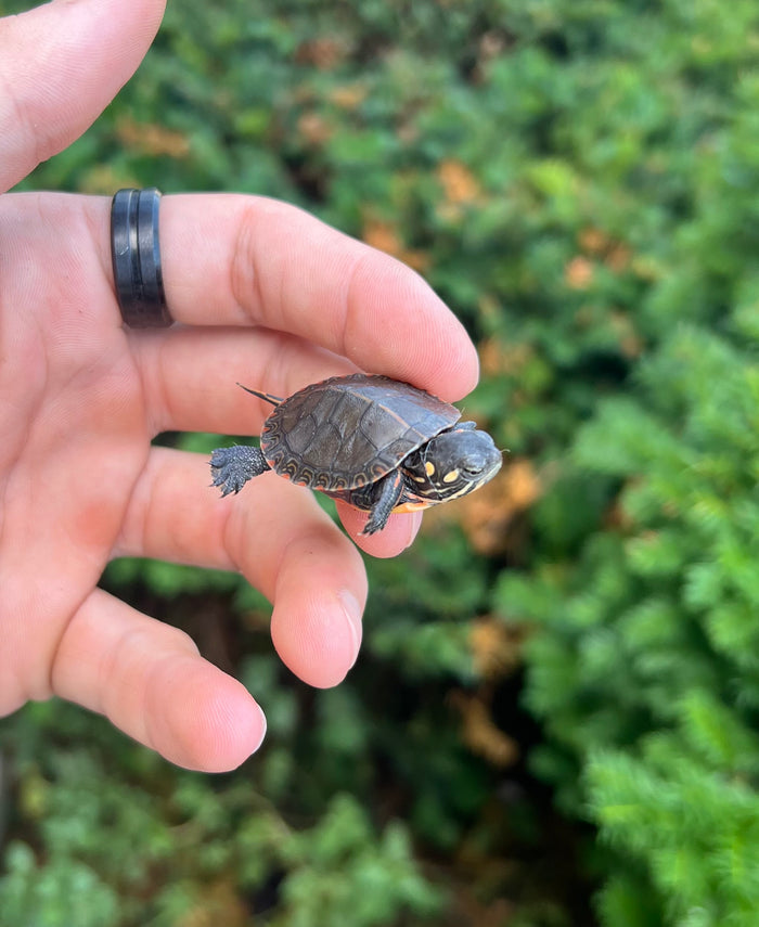 Baby Eastern Painted Turtle