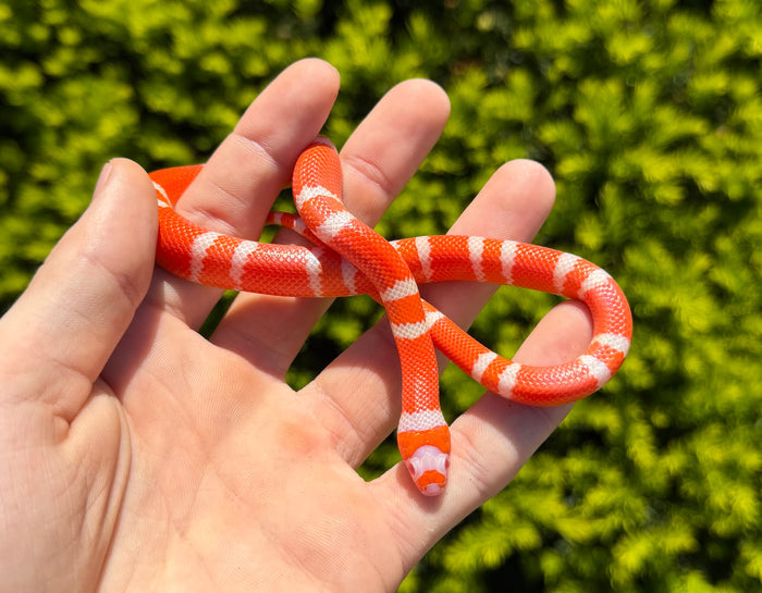 Baby Tangerine Albino Honduran Milksnake