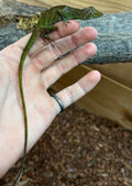 Banded Tree Anole