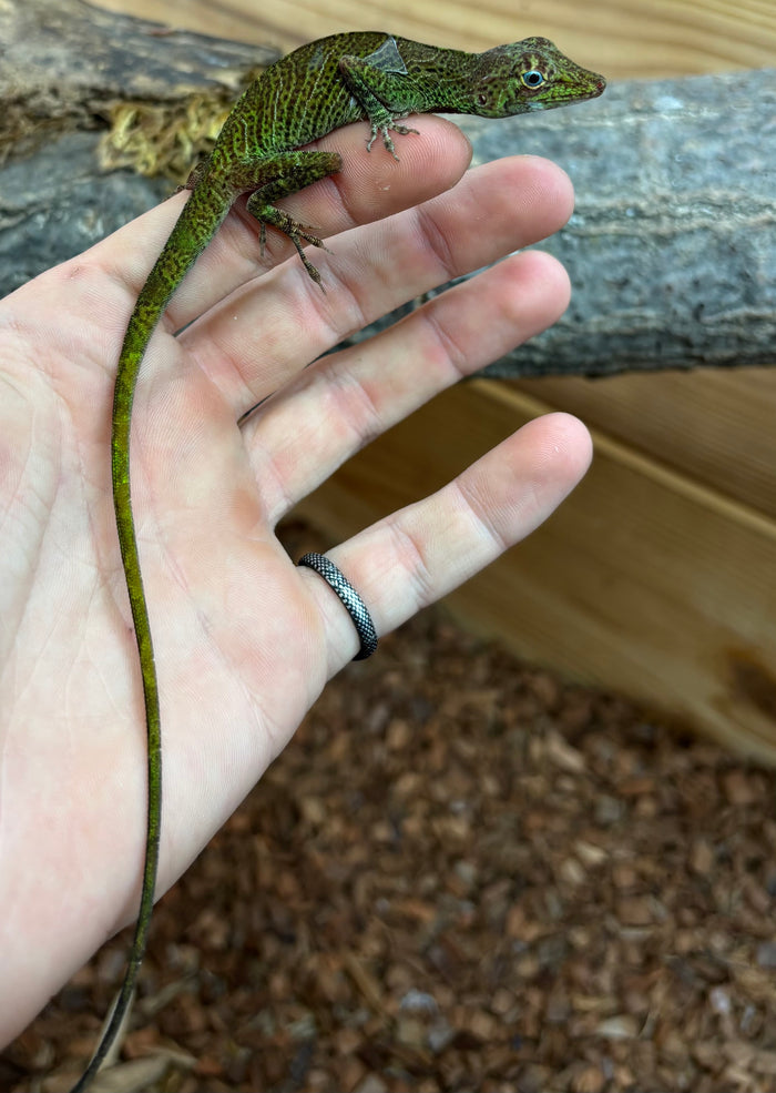 Banded Tree Anole