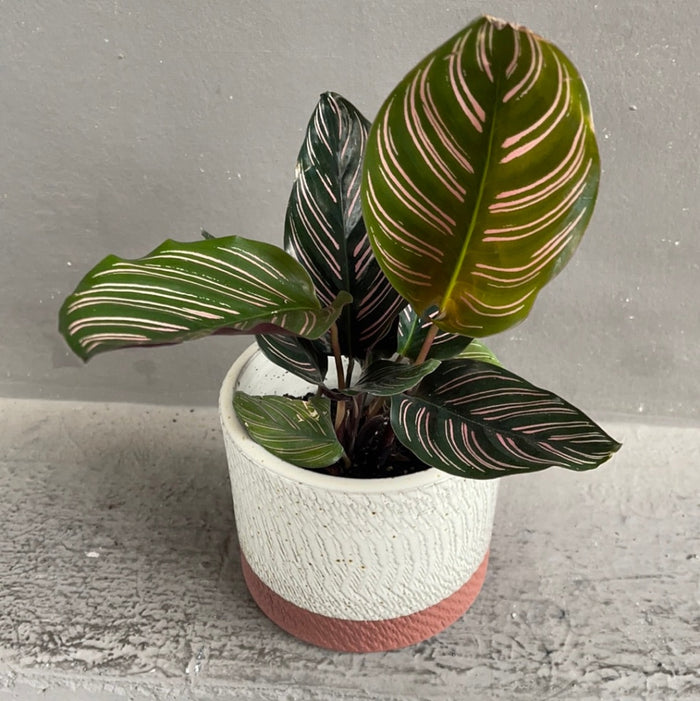 Calathea Ornata In Rust Planter Houseplant