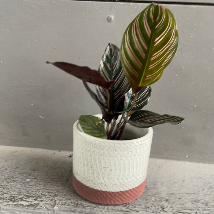 Calathea Ornata In Rust Planter Houseplant