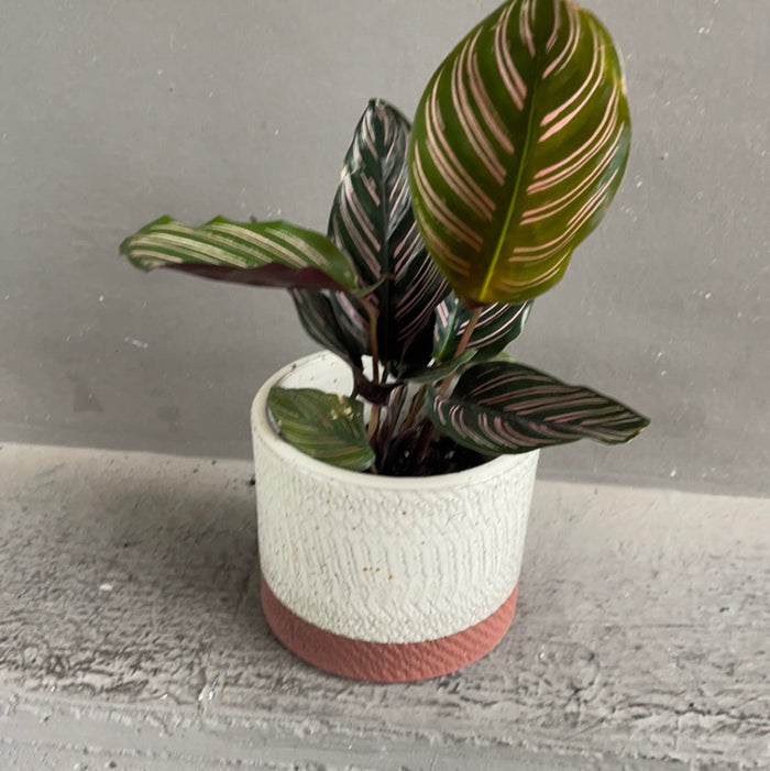 Calathea Ornata In Rust Planter Houseplant