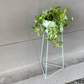 Crassula In Mint Plant Stand Houseplant