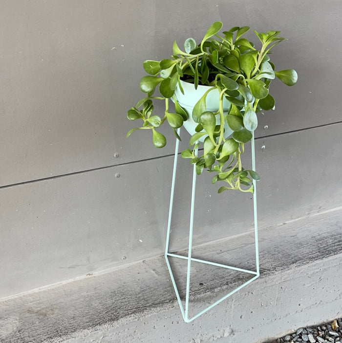 Crassula In Mint Plant Stand Houseplant