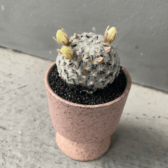 Daisy Cactus In Bloom Sorbetto Planter Houseplant