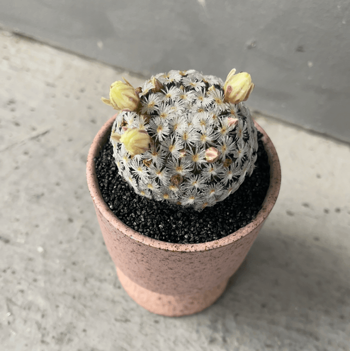 Daisy Cactus In Bloom Sorbetto Planter Houseplant