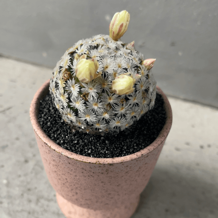 Daisy Cactus In Bloom Sorbetto Planter Houseplant