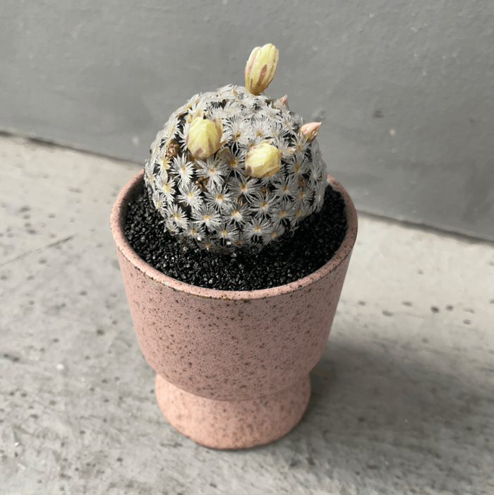Daisy Cactus In Bloom Sorbetto Planter Houseplant
