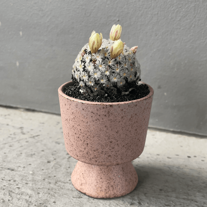 Daisy Cactus In Bloom Sorbetto Planter Houseplant