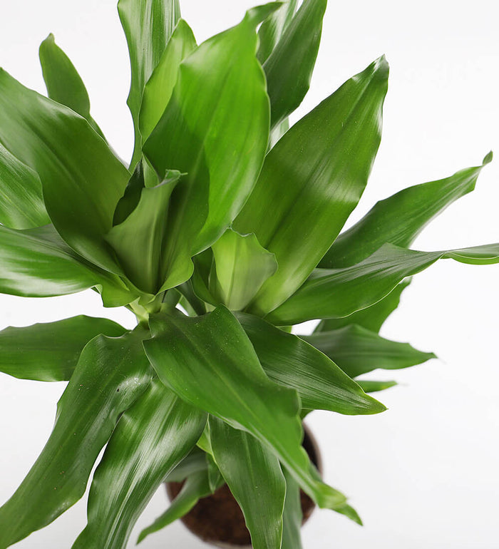 Dracaena Fragrans Steudneri