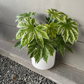 Fatsia Var. In White Matte Planter Houseplant