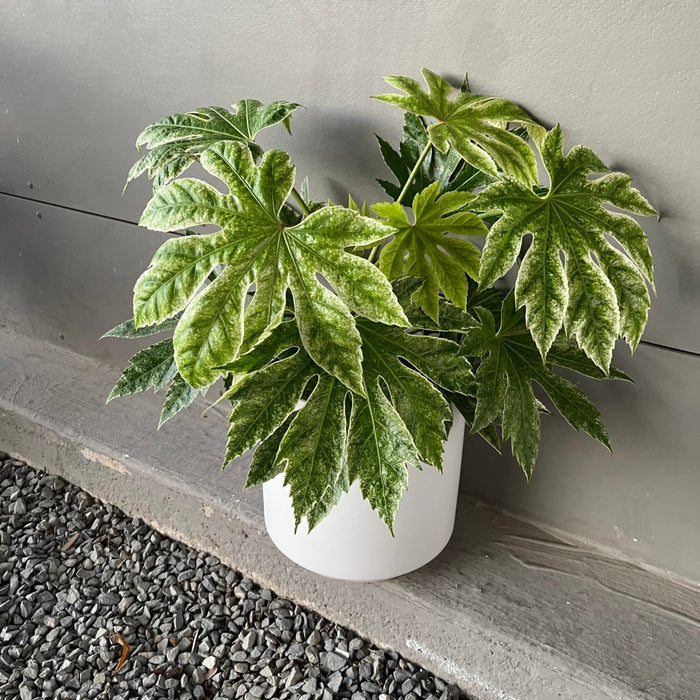 Fatsia Var. In White Matte Planter Houseplant