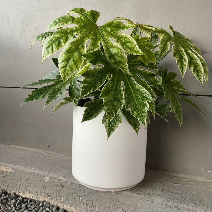 Fatsia Var. In White Matte Planter Houseplant