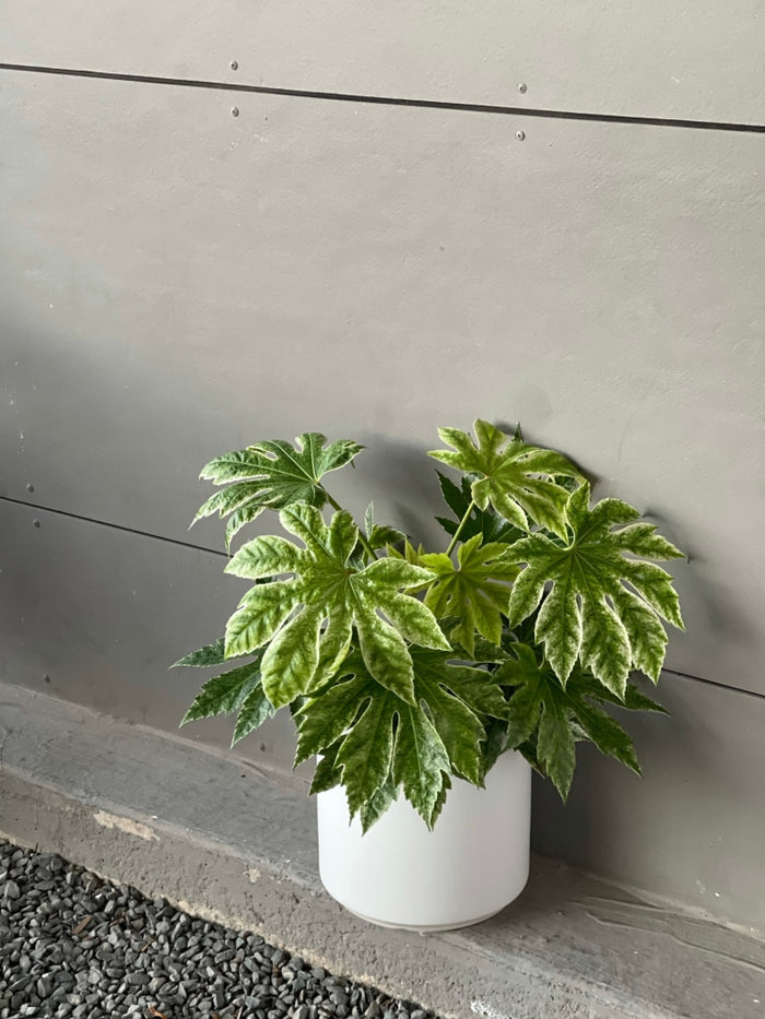 Fatsia Var. In White Matte Planter Houseplant