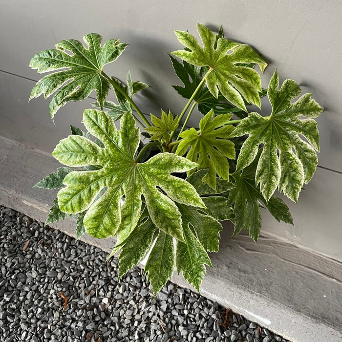 Fatsia Var. In White Matte Planter Houseplant