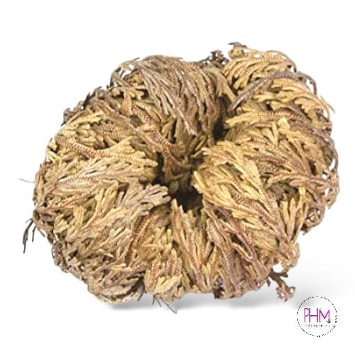 Flower De Jericho 🌙 - religious items