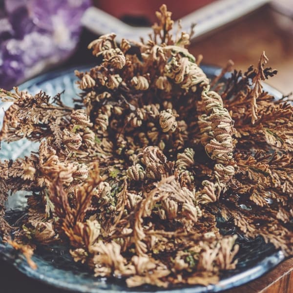 Flower De Jericho 🌙 - religious items