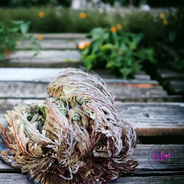 Flower De Jericho 🌙 - religious items