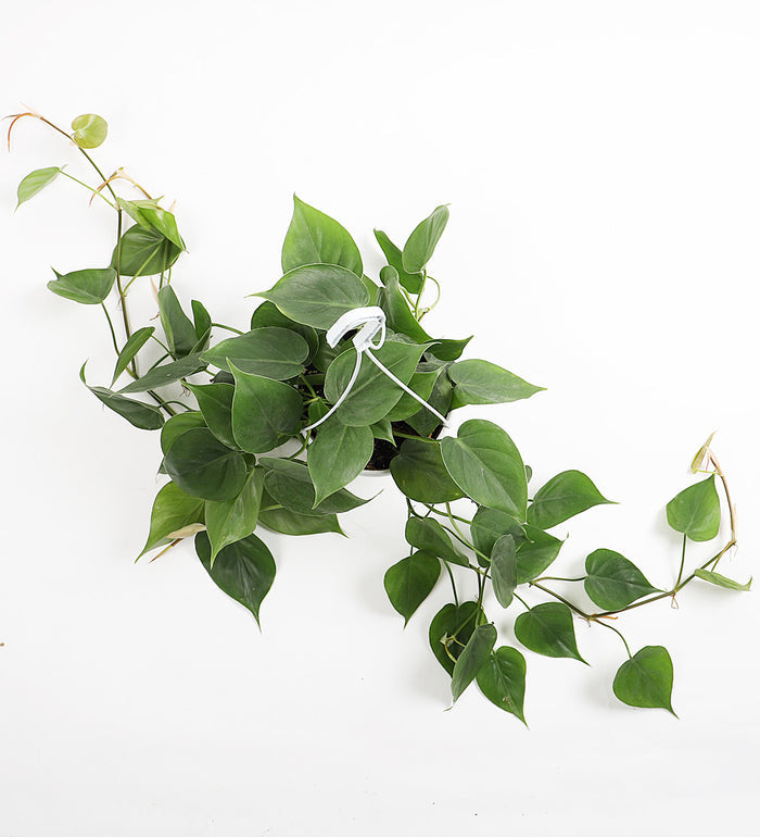 Hanging Heartleaf Philodendron