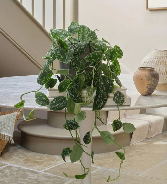Hanging Satin Pothos