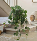 Hanging Satin Pothos