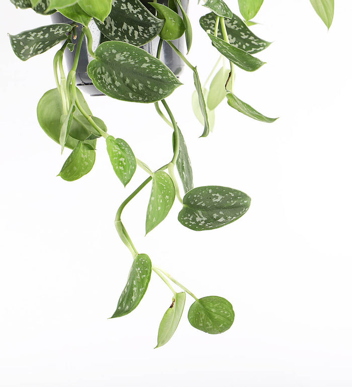 Hanging Satin Pothos