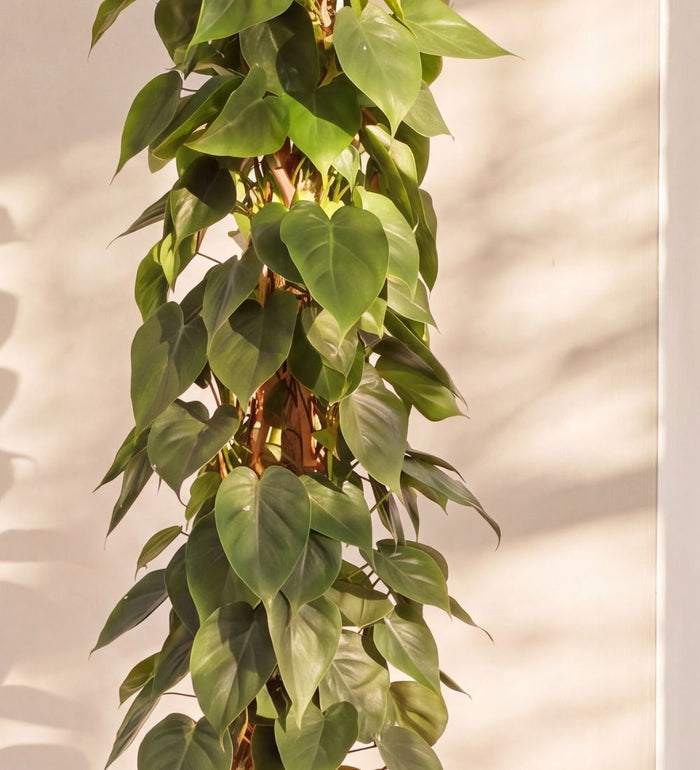 Close-up of Heartleaf Philodendron foliage on a moss pole