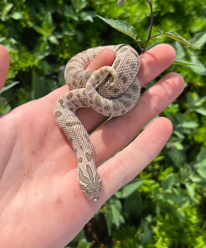 Juvenile Arctic Conda het Sable/Albino Western Hognose Snake (Female)