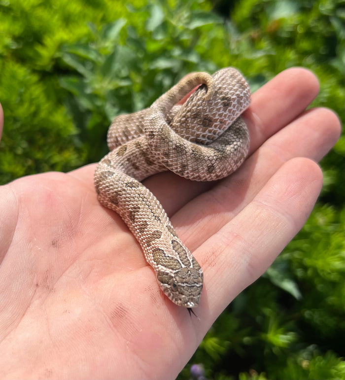 Juvenile Arctic Conda het Sable/Albino Western Hognose Snake (Female)