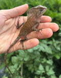 Juvenile Helmeted Iguana