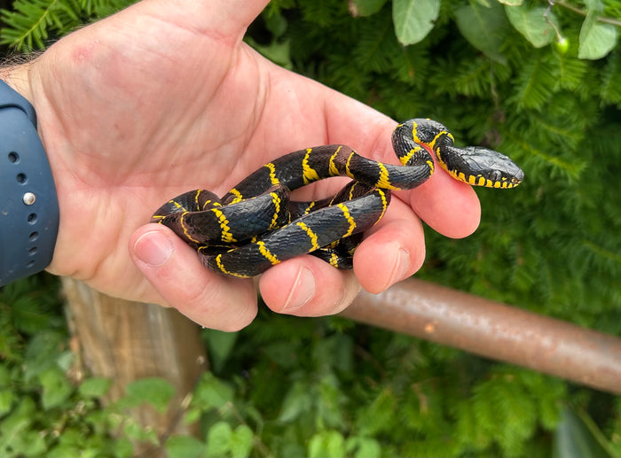 Juvenile Indonesian Mangrove Snake (Male)