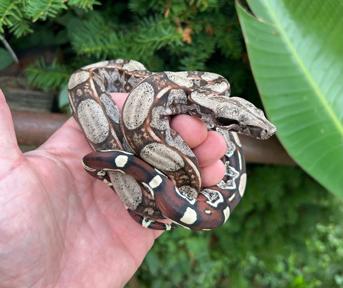 Juvenile ‘Square-Tail’ Guyana Boa (Male)