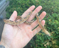 Juvenile Trans Pecos Ratsnake het Albino (Male)